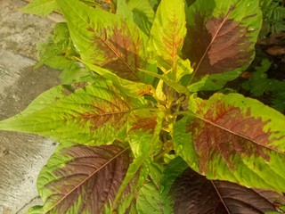 image of houseplants is very beautiful . leaves with a blend of two colors