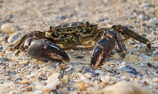 a large crab came out of the sea, at the shore, on the sand. Close up photography