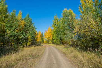 Obraz premium Forest road on a clear sunny day. Autumn landscape.