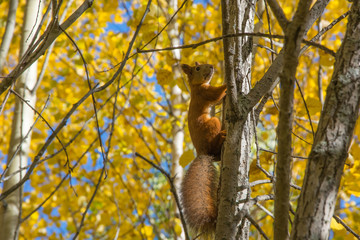Redhead squirrel on an aspen trunk