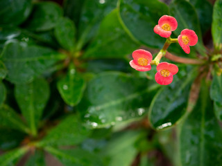 Obraz na płótnie Canvas 温室の赤い小さな花　ハナキリン
