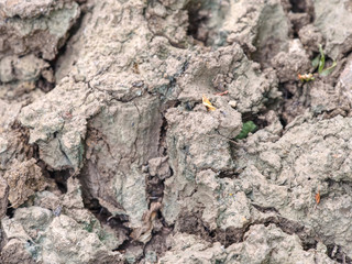 Cracked mud suitable as background, symbol climate change