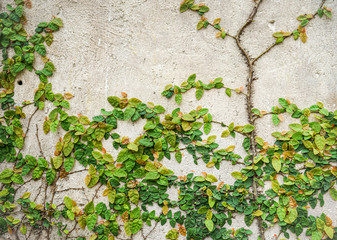 ivy on old cement wall