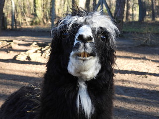 Wedding Rosalie Tim In 2020 Alpakas Alpaka Inspiration