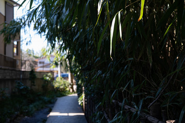 Trees in park