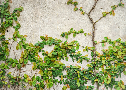 ivy on old cement wall © tendo23