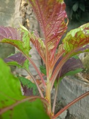 image of houseplants is very beautiful . leaves with a blend of two colors