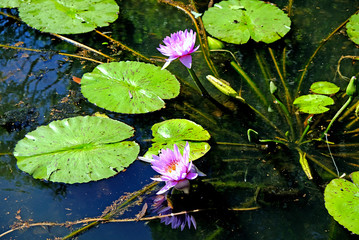 A close up of a lotus flower in blossom in a pond.