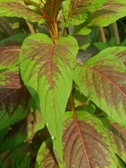 image of houseplants is very beautiful . leaves with a blend of two colors