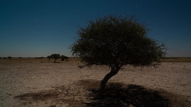 Static timelapse of a moonlit landscape with lone tree in barren desolate scene, shadows moving across and stars twisting through blue night sky until daybreak at dawn of a drought stricken reserve.
