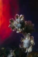 Flower macro on a red-black background.