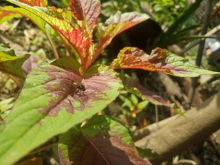 image of houseplants is very beautiful . leaves with a blend of two colors