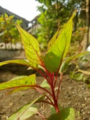 image of houseplants is very beautiful . leaves with a blend of two colors