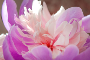 closeup blurred of pink petal peony flower full bloom floral background