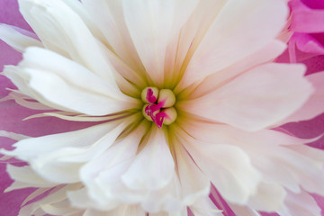 Fototapeta premium closeup inside peony pink flower bright full bloom floral background 