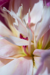 closeup blurred white pink spring fresh peony flower inside