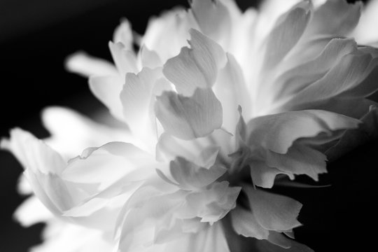 Fototapeta macro white flower peony petal on black background minimal abstract spring floral card