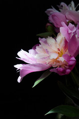 macro pink petal peony spring flower  on black background