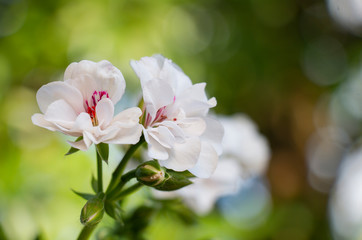 Zonal Geranium, Pelargonium hortorum with white flowers in the garden