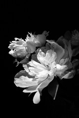 spring white peony flower bloom bouquet on black vertical background wedding birthday card womens...