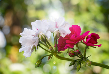 Obraz premium Zonal geranium, Pelargonium hortorum with white red flowers in the garden
