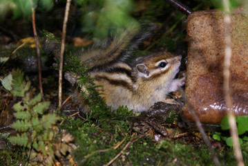 Chipmunk found bread