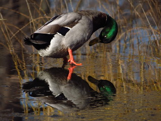 Mallard duck standing in the water with reflection