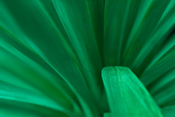 Close up of leaves of a dwarf garden palm with shallow depth of field with one bent leaf for...