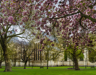 Gardens near the gothic cathedral of York, United Kingdom, in spring.