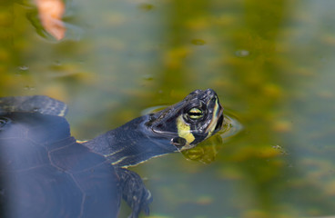 red-eared turtle swims in green water, a small pond
