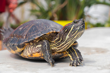 red-eared turtle smiles basking in the sun on the shore of a pond