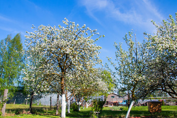 blooming orchard in spring, apple hive