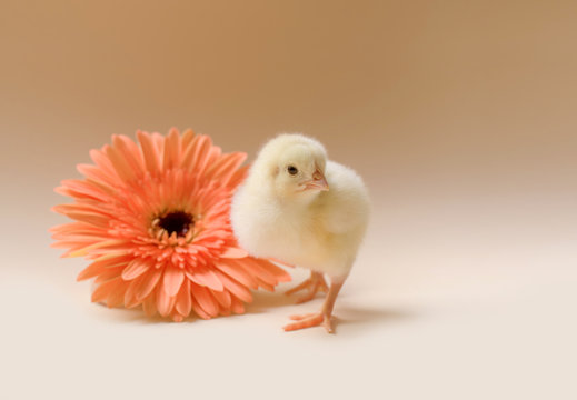 Image of a newborn fluffy fledgling chicken against the background of a gerbera flower.