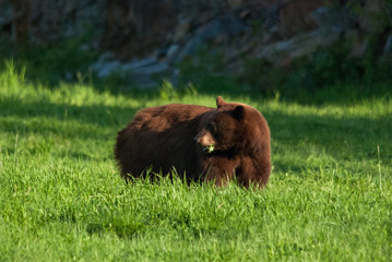A cinnamon bear (baribal bear) is eating a grass on a top of Whistler Blackcomb slope.