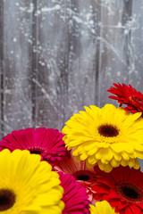 Beautiful gerbera flowers in yellow and red. Spring background.