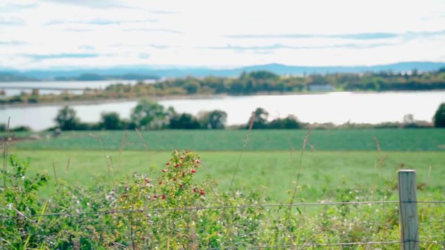 Field overlooking Tautra in Frosta