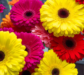 Beautiful gerbera flowers in yellow and red. Spring background.