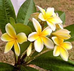 Fototapeta premium flowers frangipani plumeria 