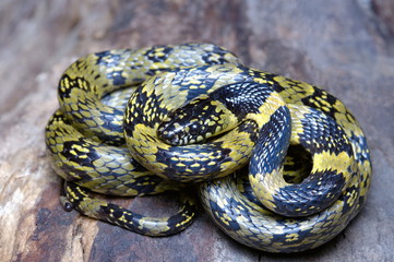 FALSE WOLF SNAKE, Dinodon gammiei.  A rare snake from Northeast India. Eaglenest WLS, Arunachal Pradesh