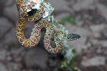 JERDON'S PIT VIPER, Protobothrops jerdonii xanthomelas. Rare Pitviper from Eaglenest WLS, Arunachal Pradesh