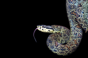 JERDON'S PIT VIPER, Protobothrops jerdonii xanthomelas. Rare Pitviper from Eaglenest WLS, Arunachal Pradesh