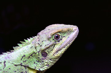 Head close-up of Mictopholis austeniana, Dafla Hills Agamid, a rare lizard from Eaglenest WLS, Arunachal Pradesh