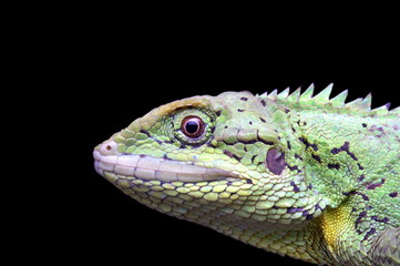 Fototapeta premium Head close-up of Mictopholis austeniana, Dafla Hills Agamid, a rare lizard from Eaglenest WLS, Arunachal Pradesh