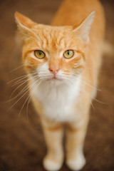 Naklejka na ściany i meble Ginger tabby kitty cat portrait