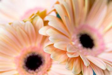  Bouquet of beautiful bright gerbera flowers in hand. Floral shop concept 