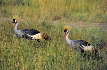 A pair of Crowned Cranes in Maasai Mara, Kenya.