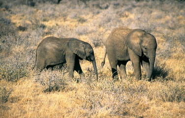 African Elephant calves in Maasai Mara, Kenya.
