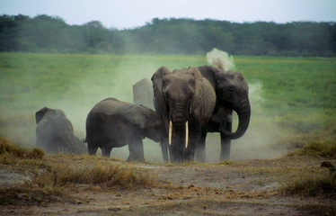 Fototapeta na wymiar A herd of African Elephants taking a dust bath in Amboseli National Park, Kenya.