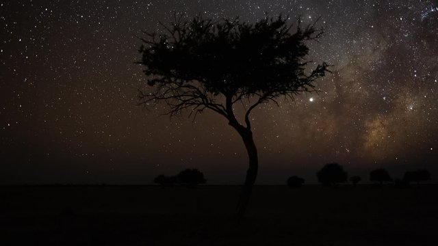 Astro timelapse of a Shepherds tree silhouetted against the African night sky with the Milky Way rising in the Southern Hemisphere followed by moon rising over a wide barren/arid landscape.