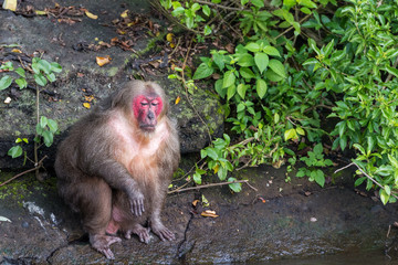 Übergewichtige Makaken auf der Isla de los Monos im Catemaco See